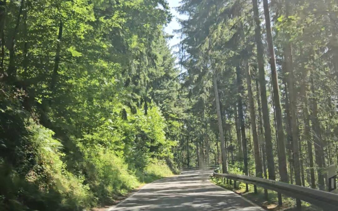 Dal cuore della Foresta Nera ad Amburgo